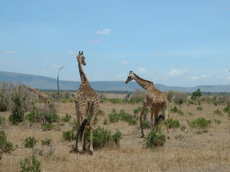 gal/Honeymoon/Masai Mara/DSCF0031.JPG